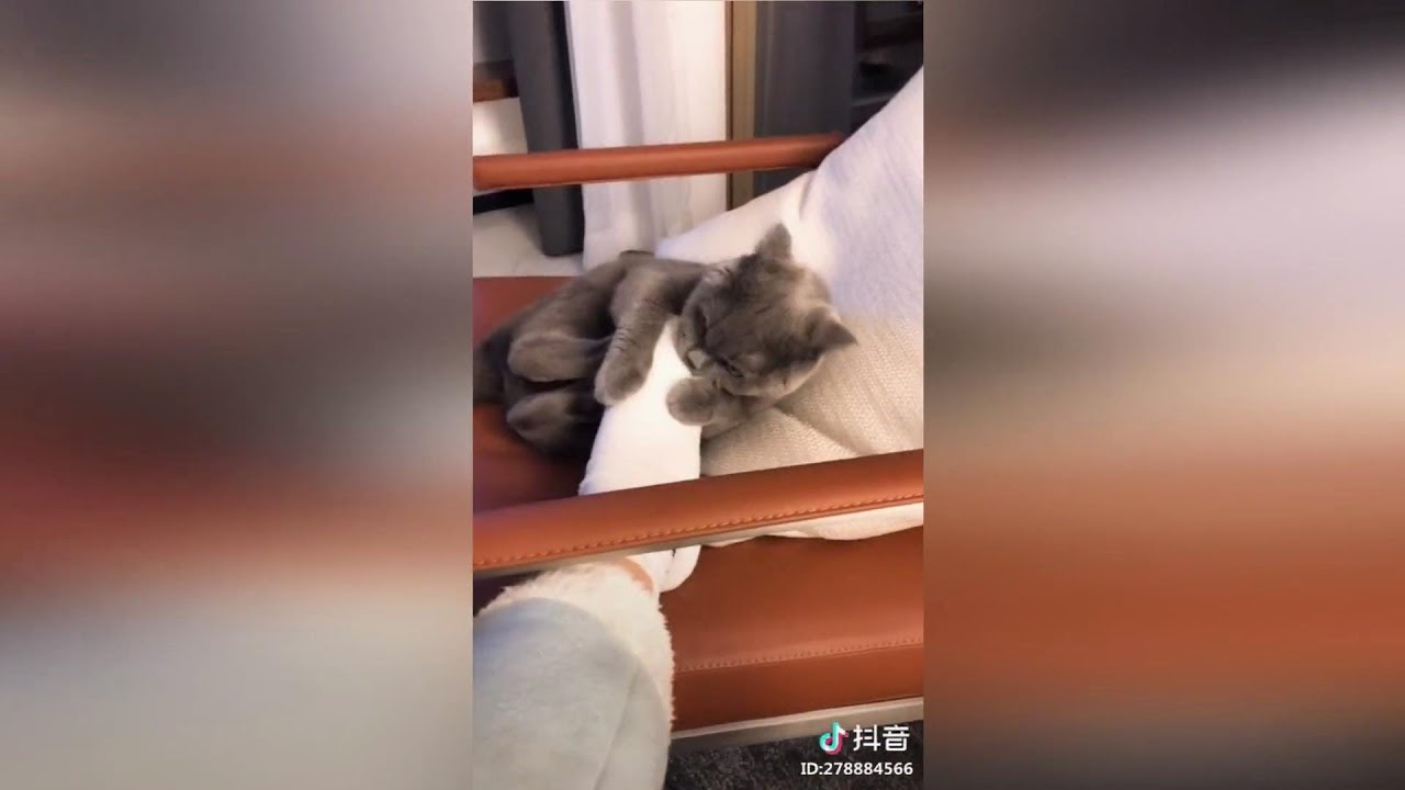 「抖音」媽媽，貓貓咬我！抖音上搞笑有趣影片精選5  |Tik Tok Funny Videos Part5|