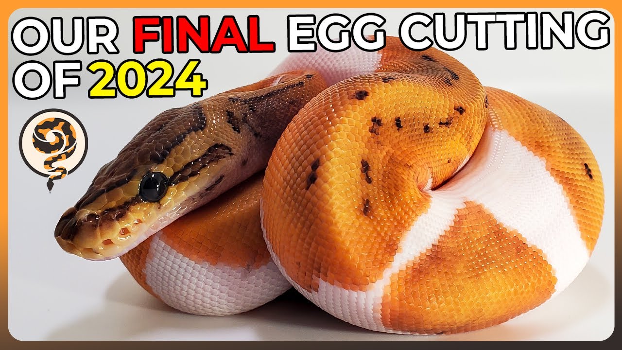 This is Our Final Ball Python Egg Cutting of 2024!