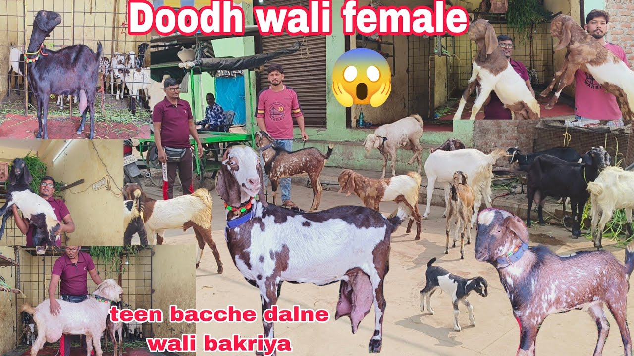 Totapari teen bacche dalne wali bakri doodh wali female hai dasi bade bakra hai available in Hyde