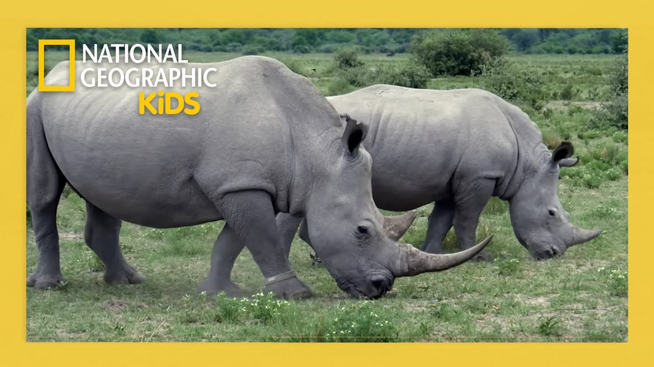 Super Animals Full Episode 💥 |  Massive Marvels 🦏 | @natgeokids