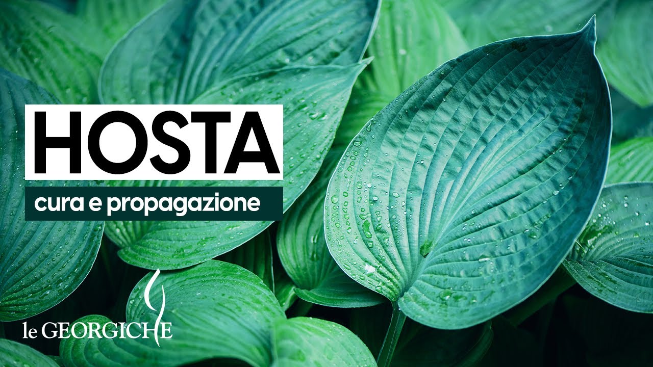 Hosta: coltivazione e propagazione di una pianta per giardini e balconi in ombra