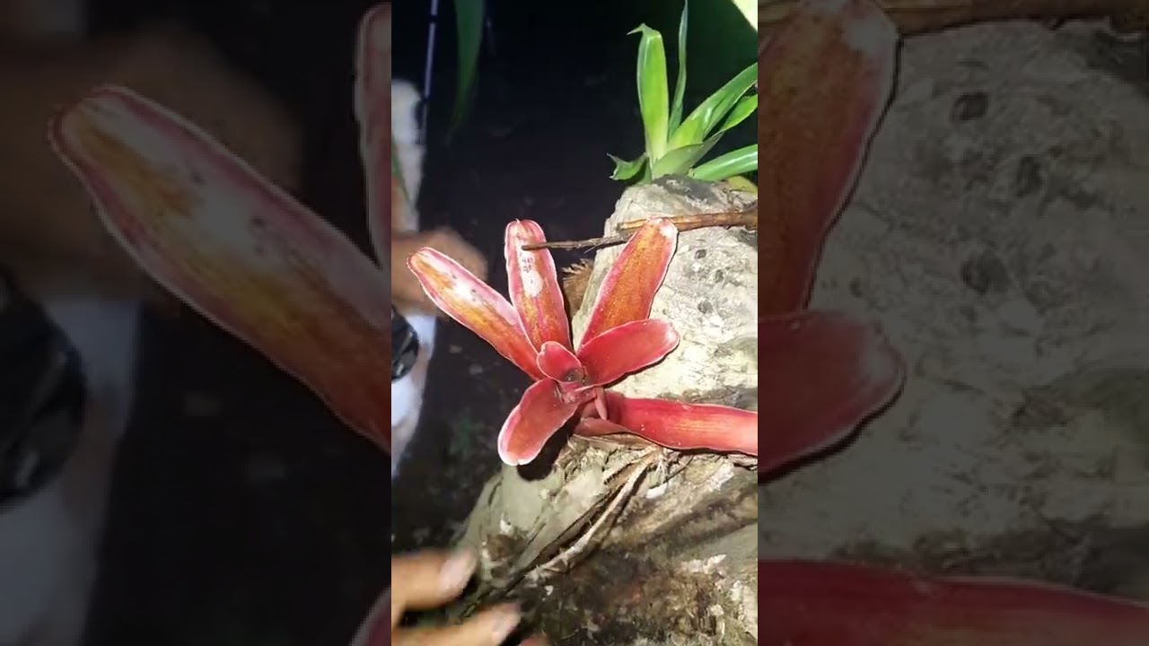 Como sembrar Bromelias en troncos .