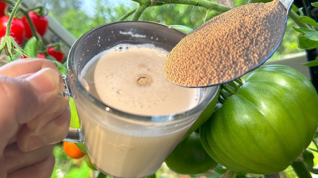 Boost Your Plants with This Powerful Yeast-Based Fertilizer | Easy DIY Recipe for Thriving Gardens!