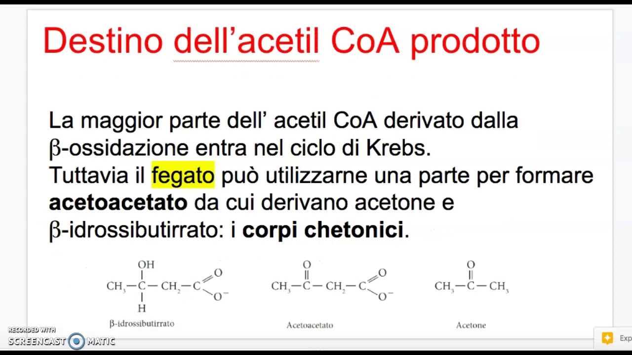 Il metabolismo dei lipidi