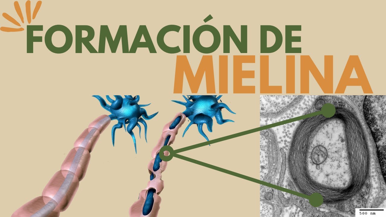 Producción y función de la mielina  con SinapsisMx