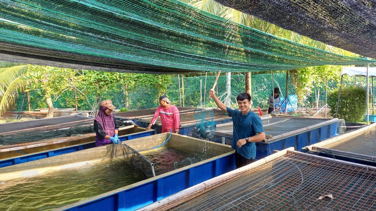 N'investissez plus tout votre argent en aquaculture $$$!!!