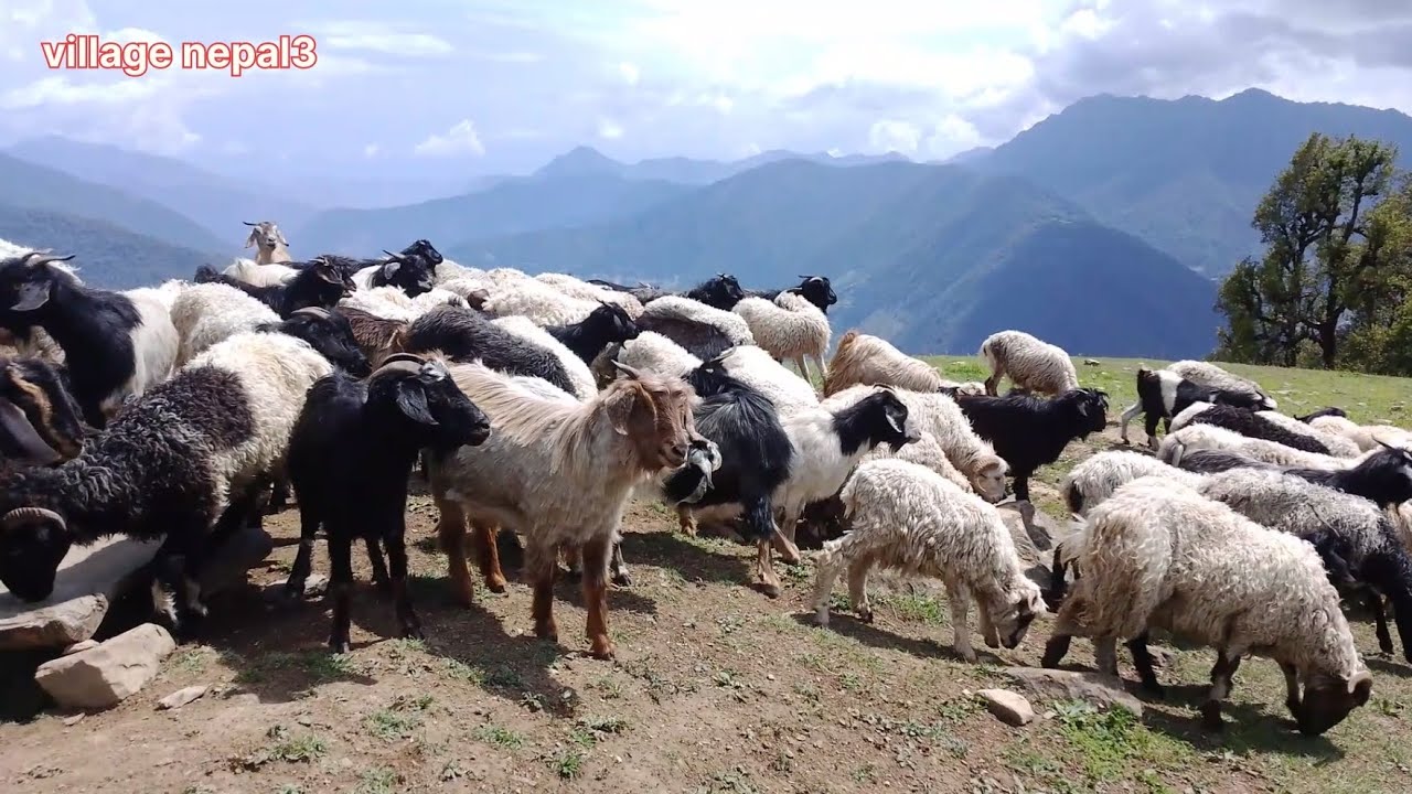This is the sheep shepherd life of himalayan nepal||rainy day daily activities of shepherd life.