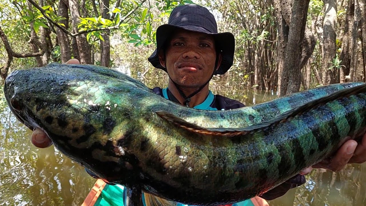SADISS..!! TOMAN MONSTER HIJAU BIRU SIZE 7 KG TERCIDUK LAGI !!? NAJUR IKAN TOMAN DI SPOT BARU !!!