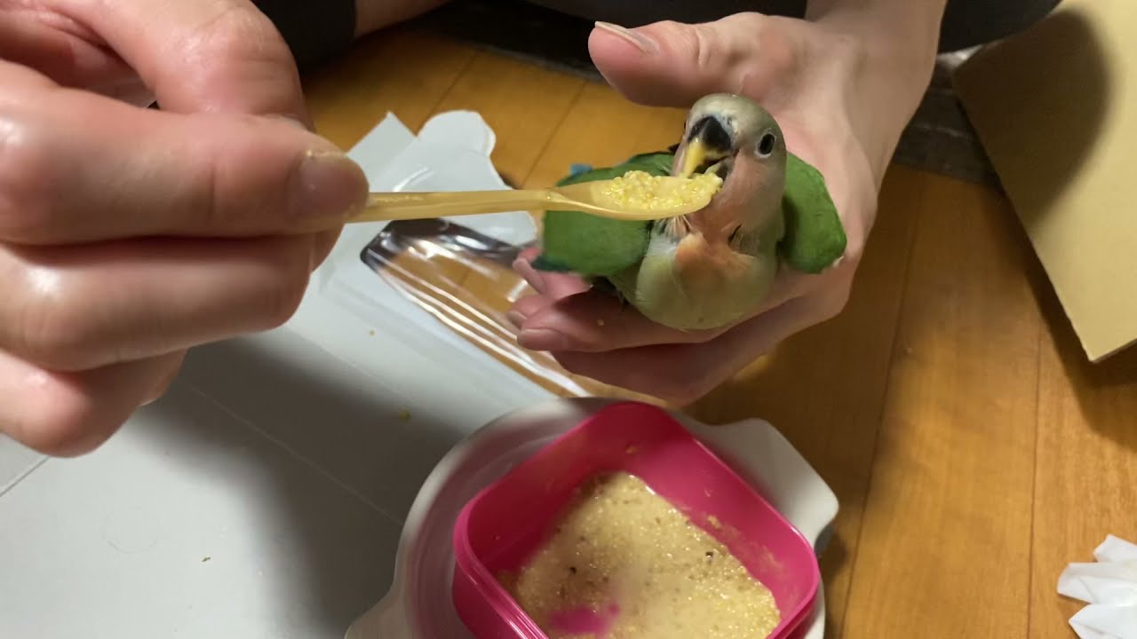 Feeding the one month old parrot | Love bird