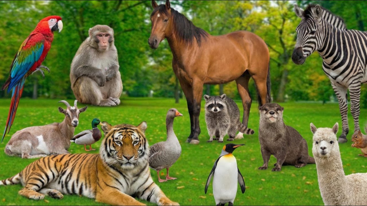 Funny Animals - Goat, Hen, Rooster, Duck, Goose, Parrot, Rabbit, Rat - Familiar Animals