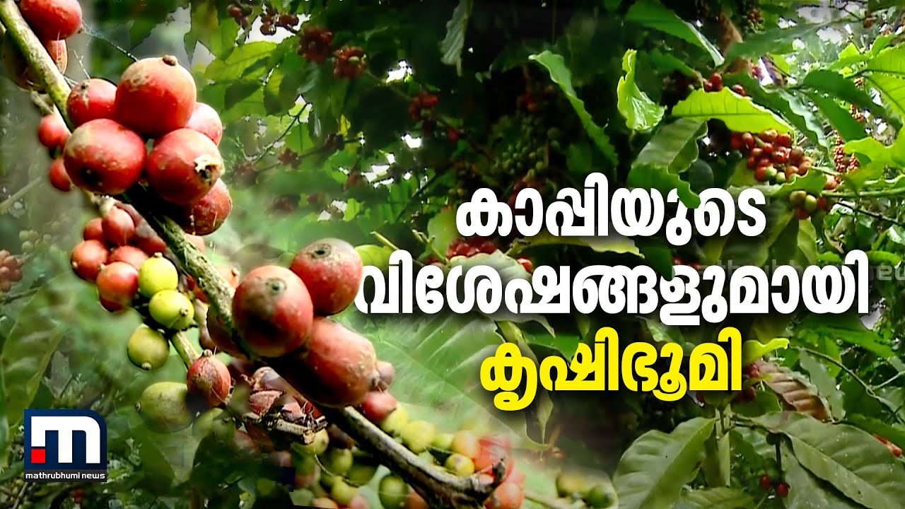 കാപ്പിയുടെ വിശേഷങ്ങളുമായി കൃഷിഭൂമി | Coffee | Coffee Cultivation | Krishibhoomi | Mathrubhumi News