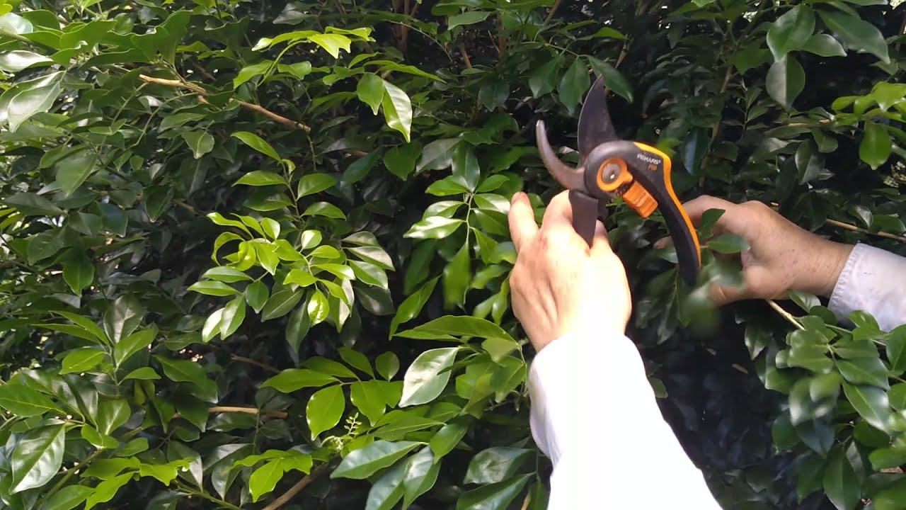 Basic Pruning Tip # 1. Informal Pruning of a Murraya paniculata. Trish. The Gong Gardener.