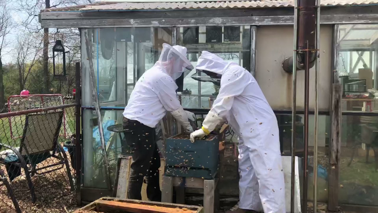 Splitting a beehive