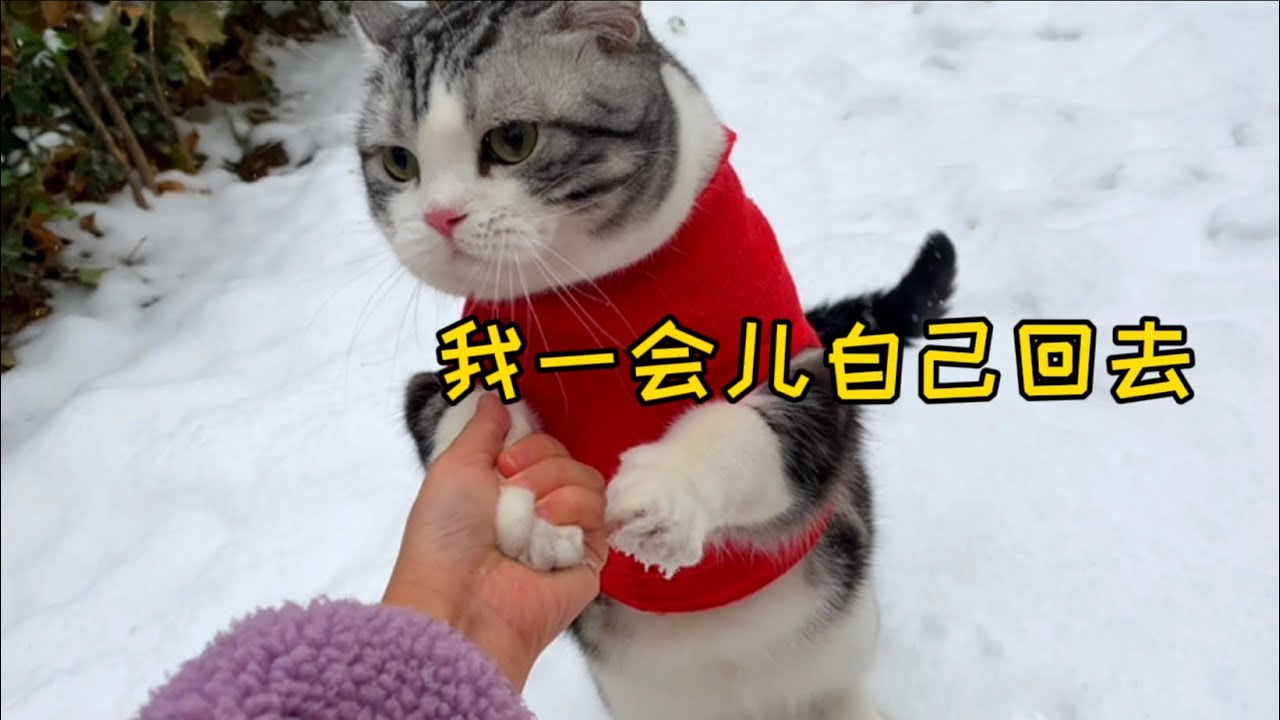 驚呆了！帶貓出去看雪，差億點！貓就跟鳥跑了！！！