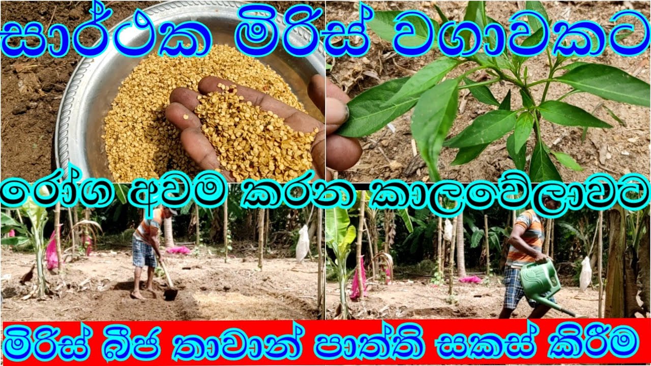 සාර්ථක මිරිස් බීජ නිවැරදිව තවාන් කිරීම | mirisbija tawankirima