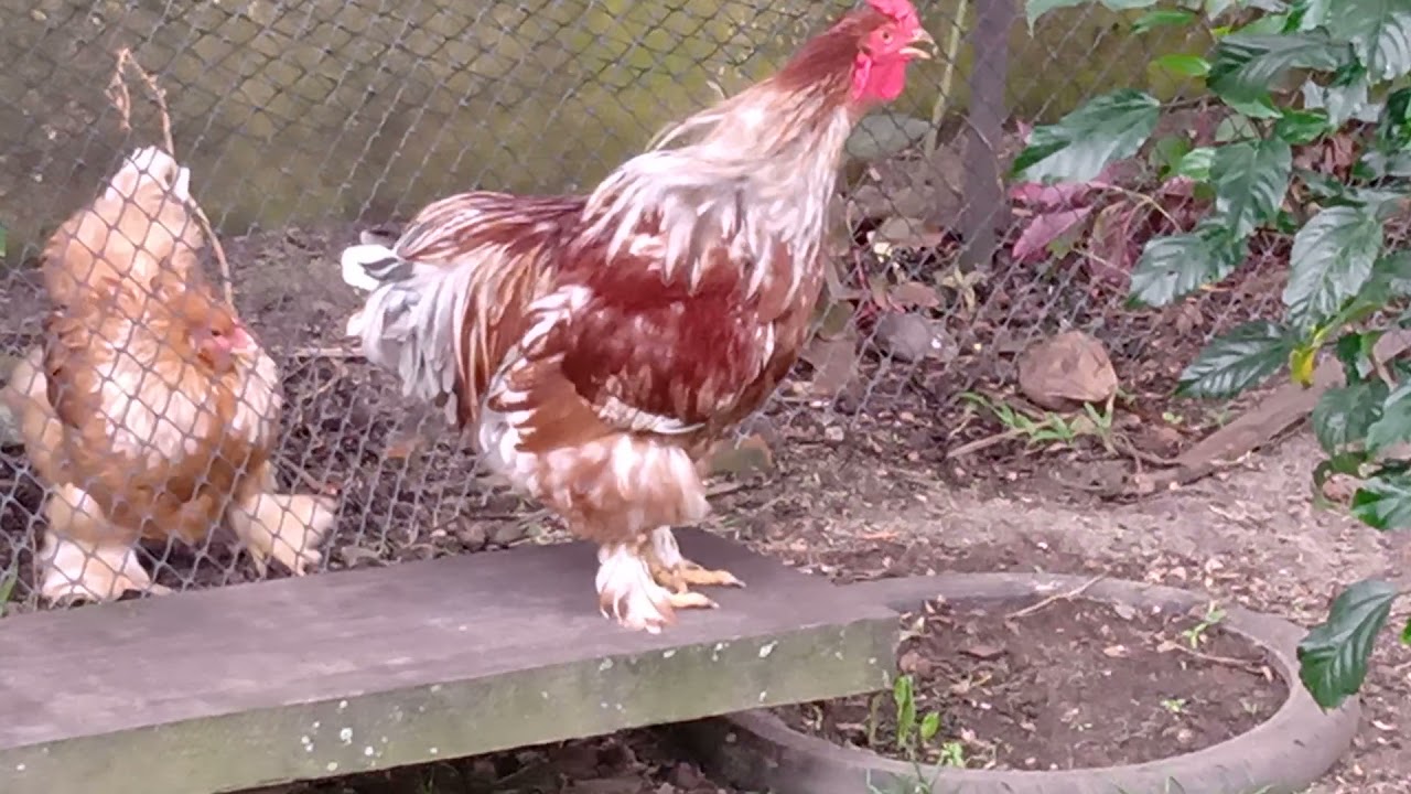 Galo Brahma Red Pyle cantando 5 meses de idade