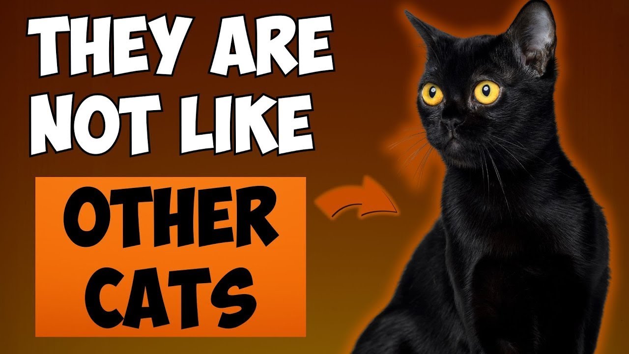11 SURPRISING FACTS ABOUT BLACK CATS! 🔥 (I Bet You Don’t Know Them All!)