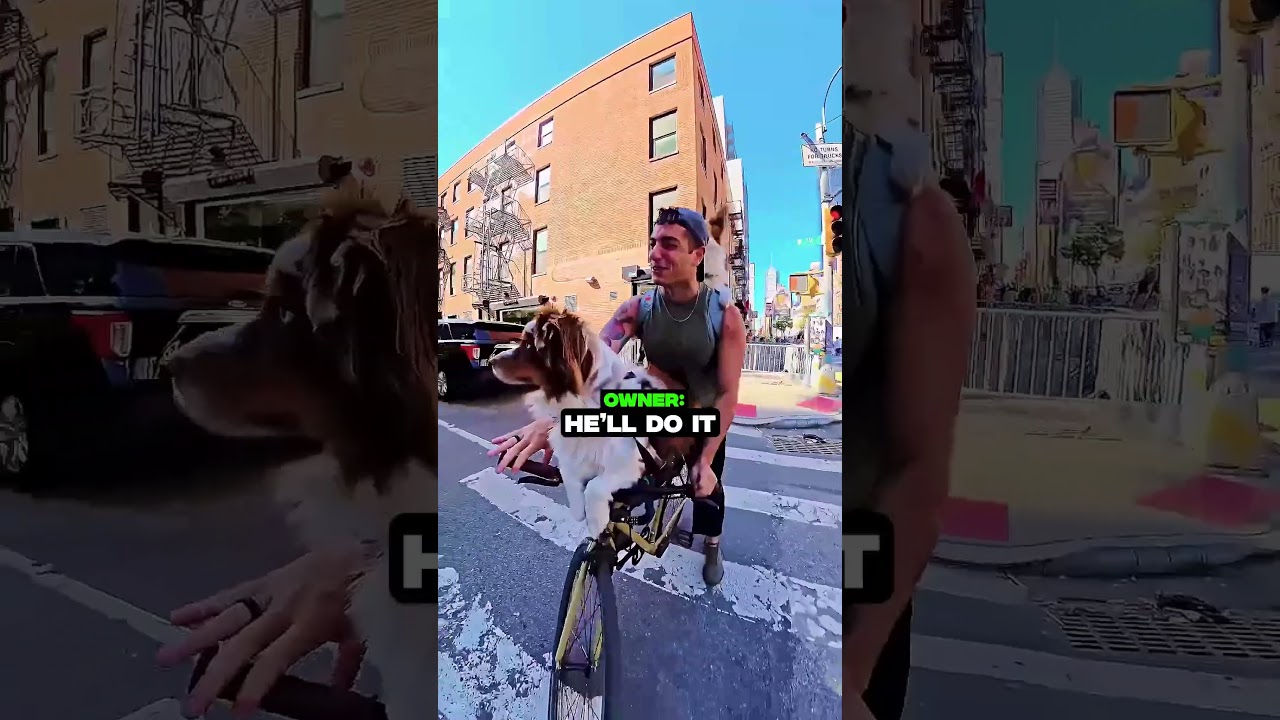 Police Changed It's Sirens For This Dog ❤️&zwj;🩹