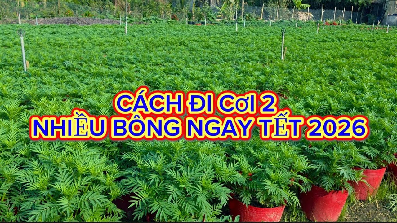 Cách đi 2 cơi vạn thọ ngay tết 2026
