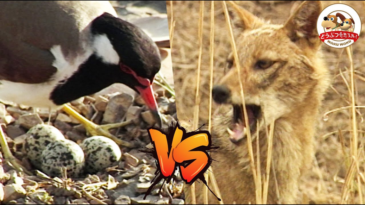 【我が子を守れ】卵を狙うジャッカルに猛反撃する親鳥！大蛇、オオトカゲも棲むインド水辺で野鳥たちのサバイバル・バトル【どうぶつ奇想天外／WAKUWAKU】