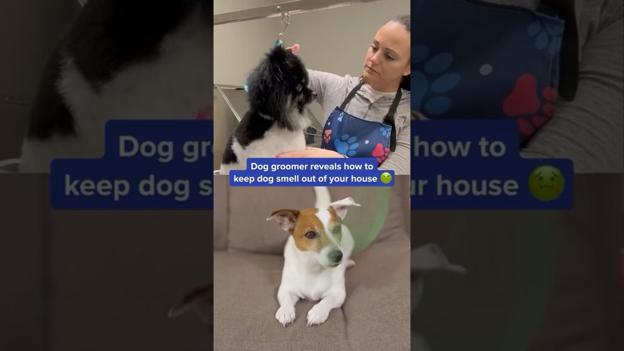 Dog groomer reveals how to keep dog smell out of your house 🙌🏻🐶 #shorts