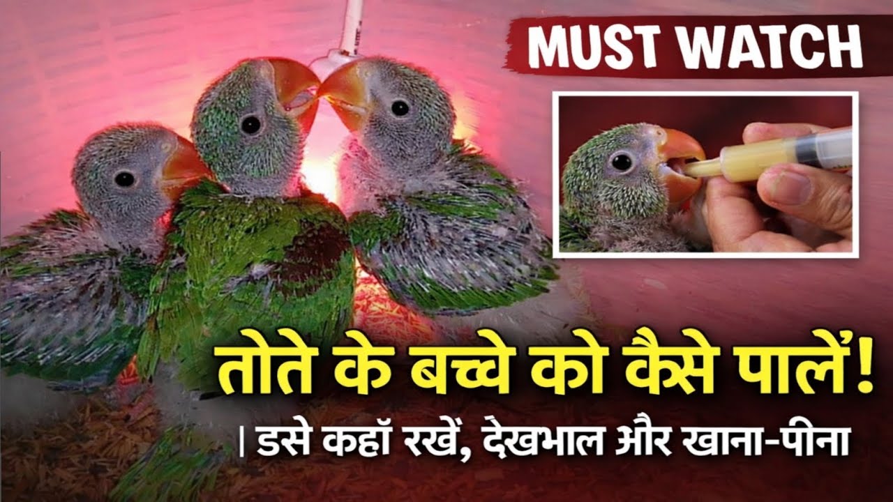 तोते के बच्चे को कैसे पालें | उसे कहाँ रखें, देखभाल और खाना-पीना | MustWatch beforebuying BabyParrot