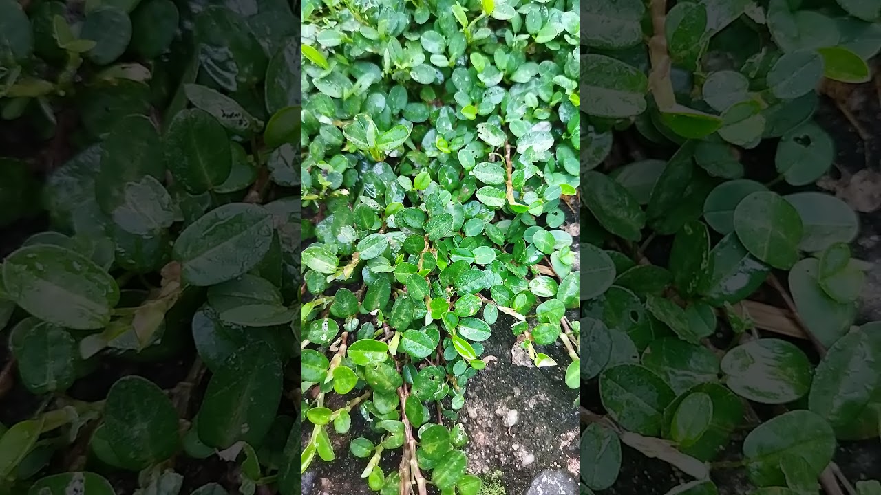 Desmodium