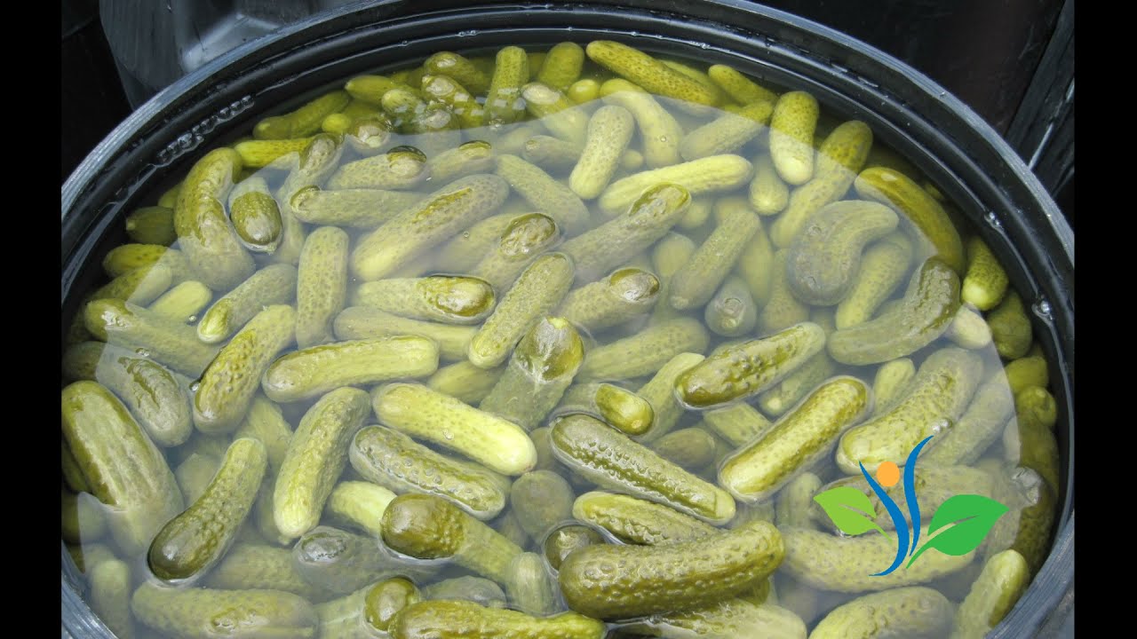 Velsagro Exports | Preserved Gherkins | Barrels | Manufacturer India