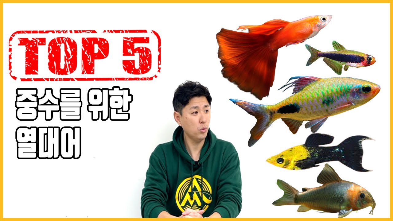 중수를 위한 열대어 추천 Top5!!! - 60초 열대어상식
