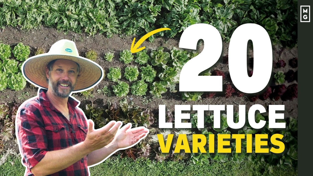 Which Lettuce Grows Best In Summer HEAT? We Tested 20 Varieties To Find Out!