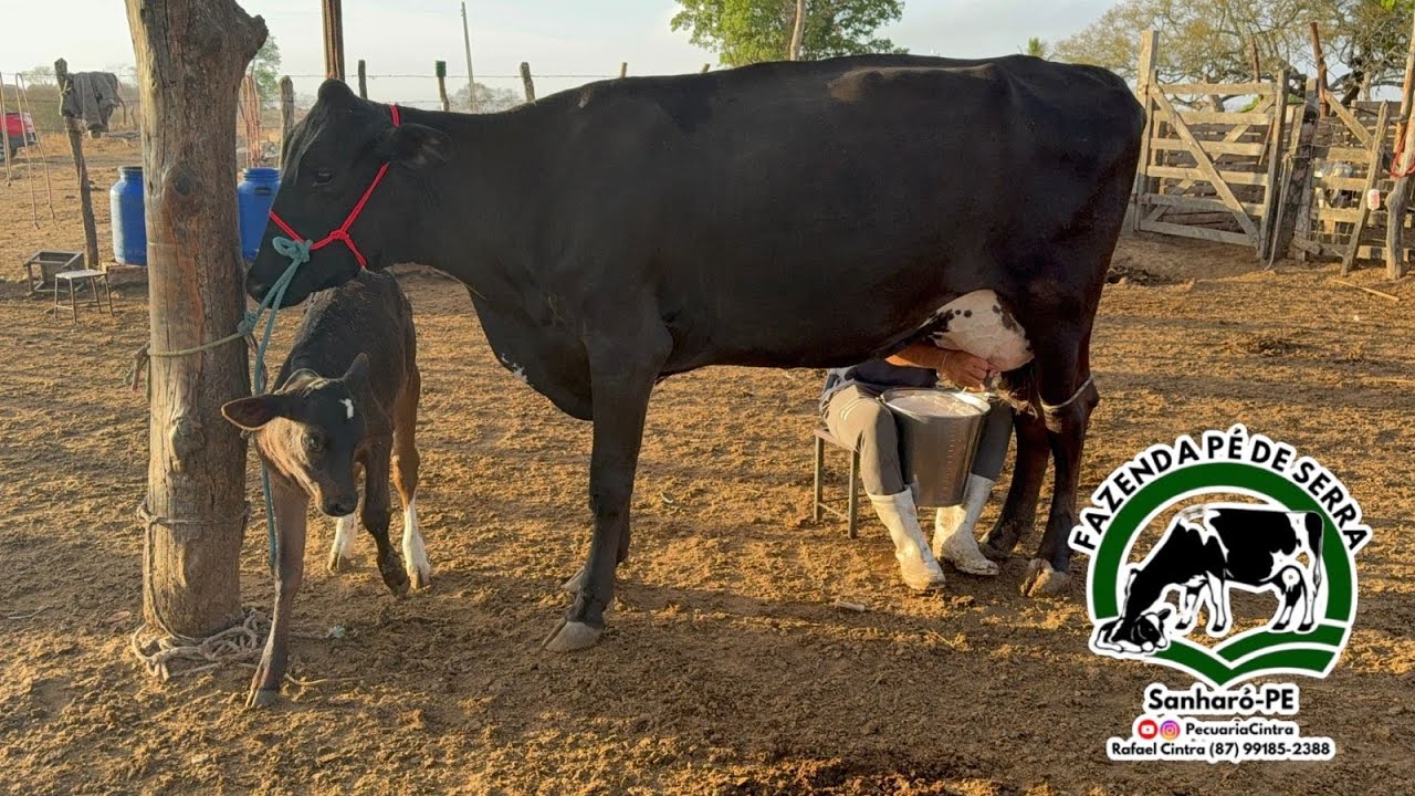 Girolanda 3/4 2º parto parida de fêmea com25kg dia valor 8.500 tel 87991852388 Rafael Cintra Sanharó