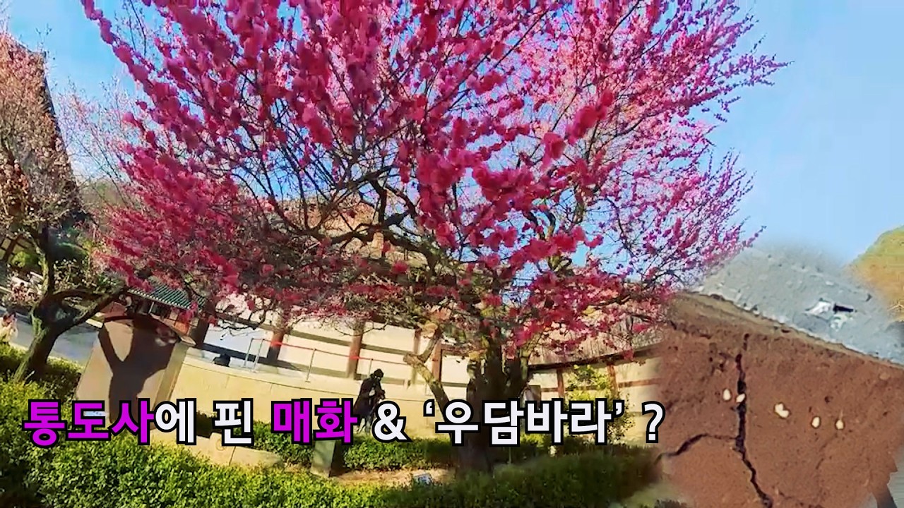 통도사에서 전해온 봄; '홍매화' 그리고 전설의 꽃 '우담바라'