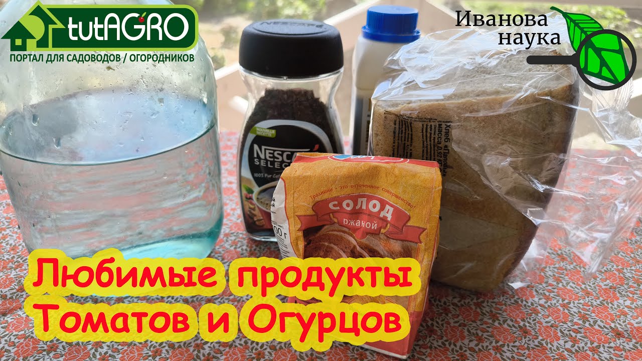 ТОМАТ и ОГУРЕЦ ЛЮБЯТ ЭТУ ПОДКОРМКУ СИЛЬНЕЕ ВСЕГО! Дайте им насладиться и они дадут урожай!