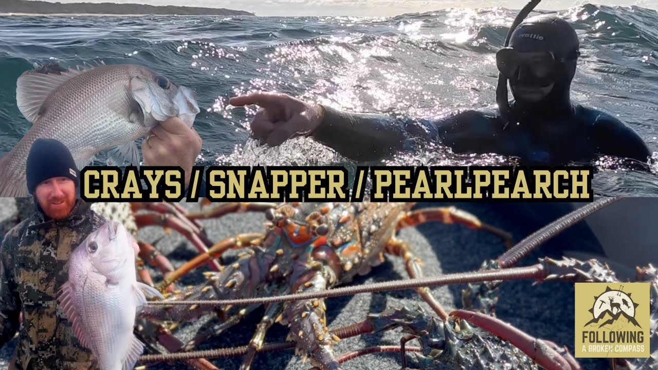 Spearfishing, Crays, Snapper + Hunting BIG MUDDIES with the frames!