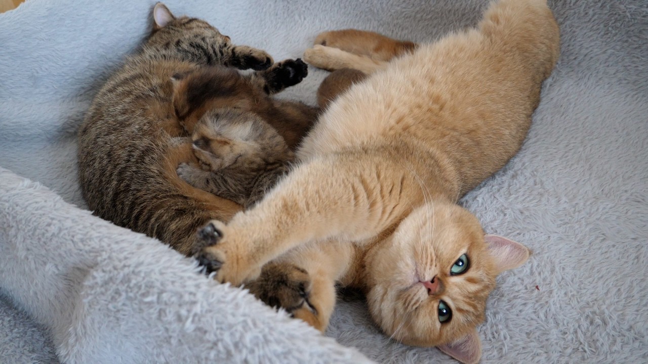 Those kittens are growing up with a lot of love and affection from their two mother cats.