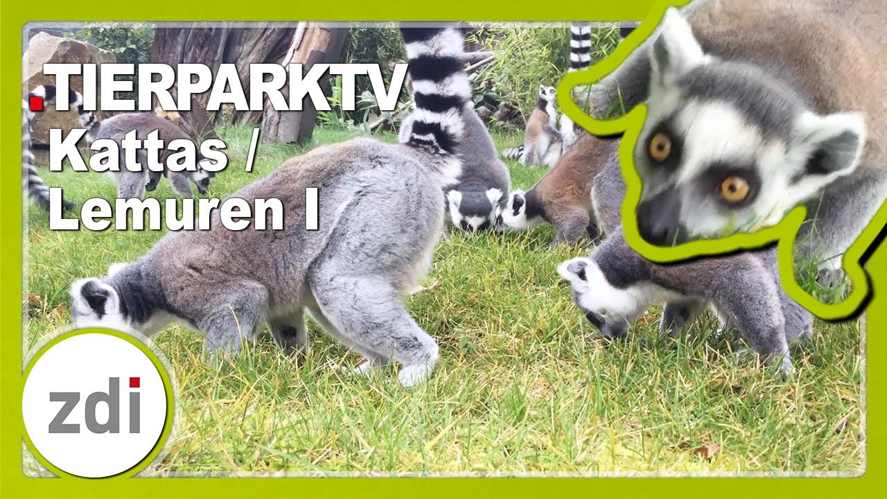Kattas / Lemuren I • TierparkTV mit LekkerWissen im Tierpark + Fossilum Bochum