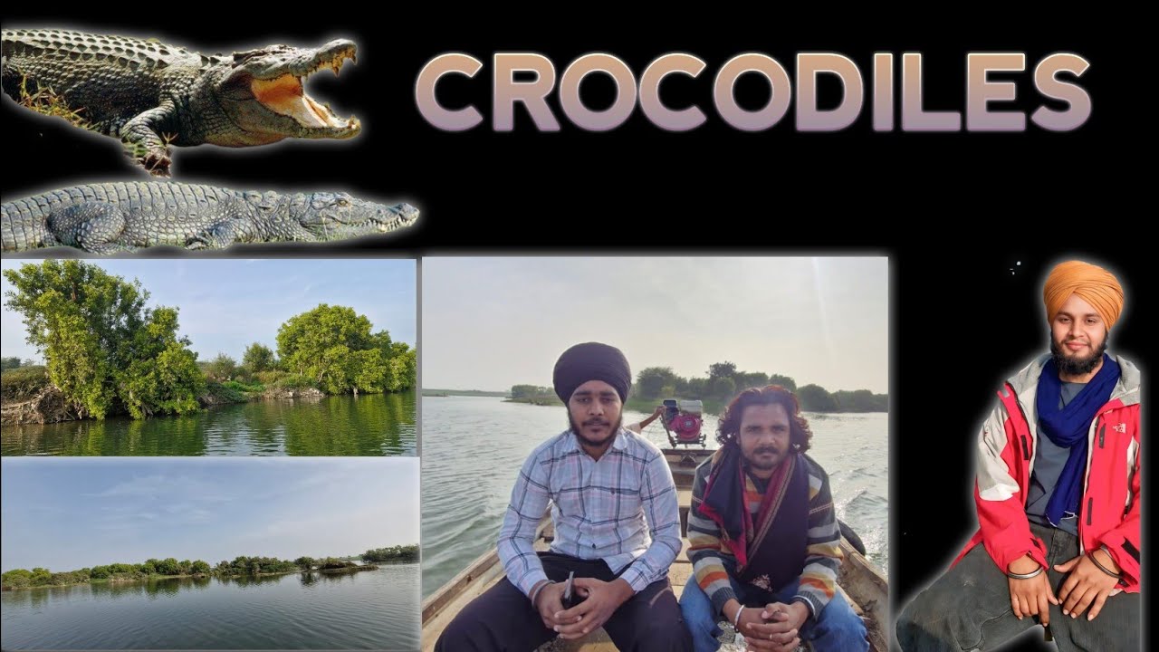CROCODILES 🐊AJ ASI GYE DEKHAN BLOG CHECK KRO