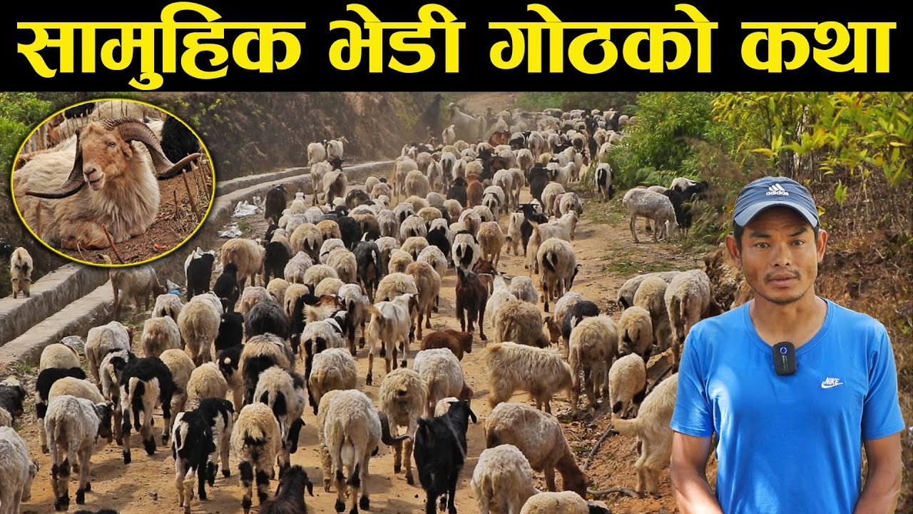 पुर्खाको सामुहिक भेडी गोठको कथा | हिमालसंग लुकामारी खेल्छन् गोठाला |  Samuhik Ghumti Bhedi Goth