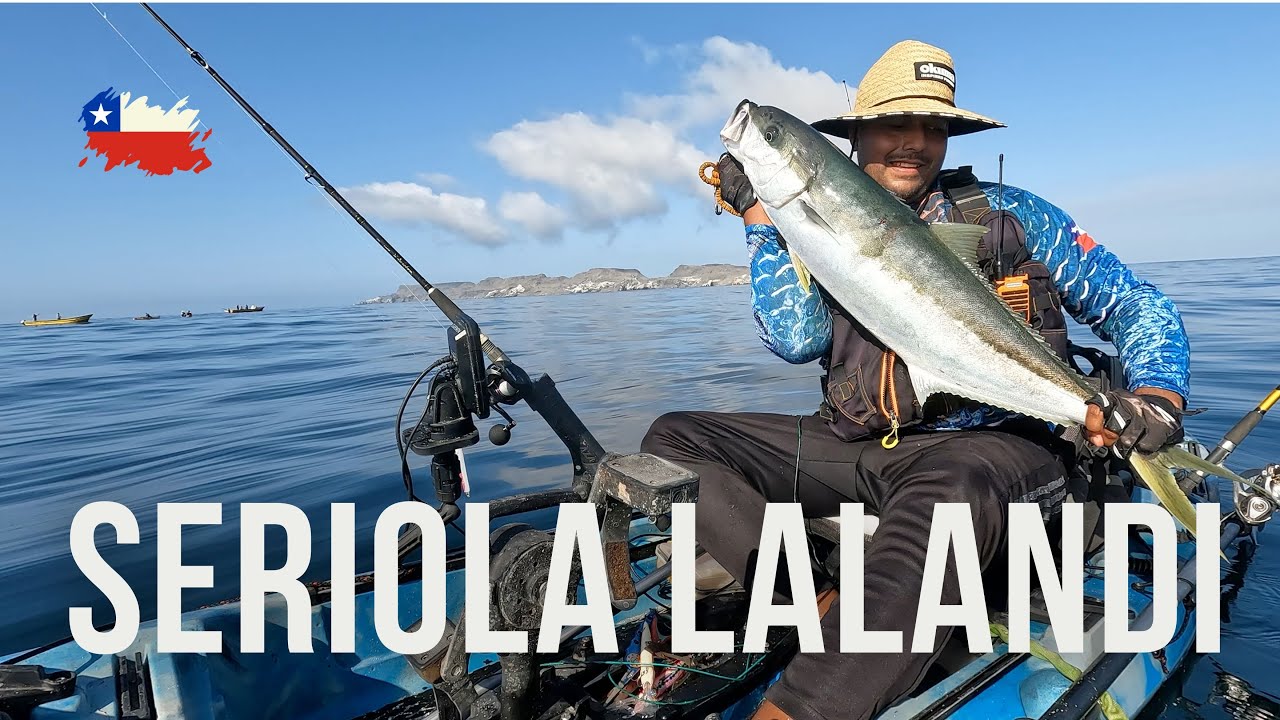 DORADOS/ JURELES en Kayak/ jigging desde kayak/ punta de choros