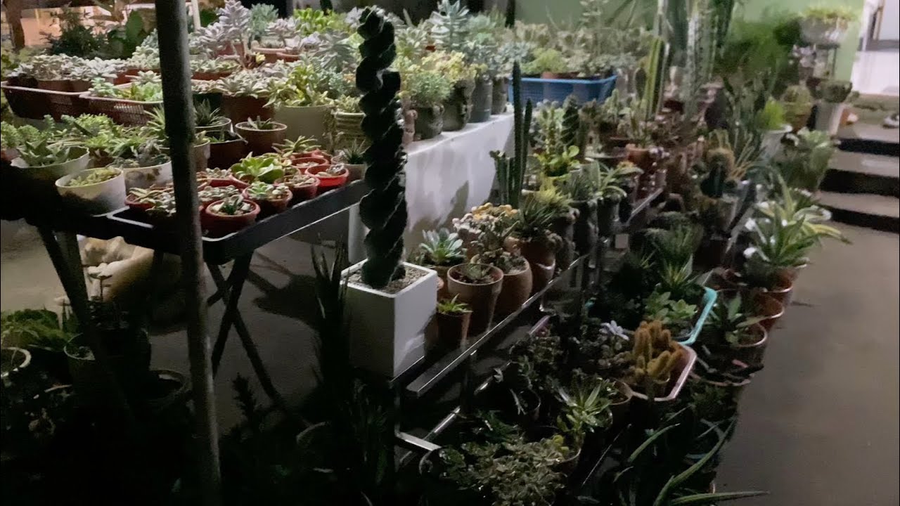 hindi ko namalayan ang dami na pala nila, lipat bahay muna sila