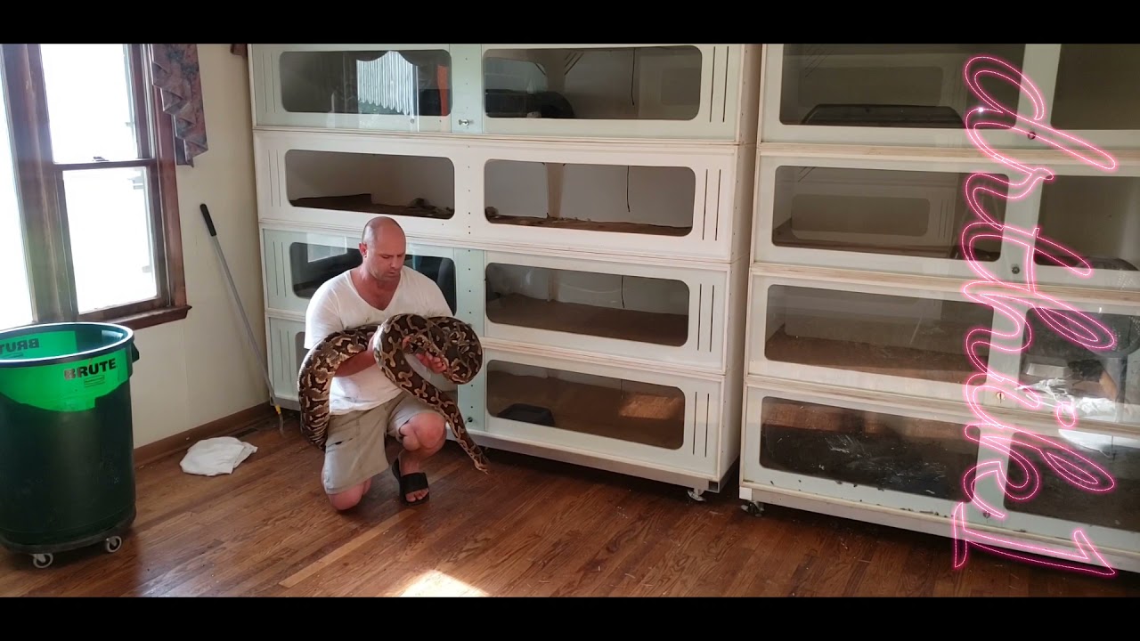 sri lankan python