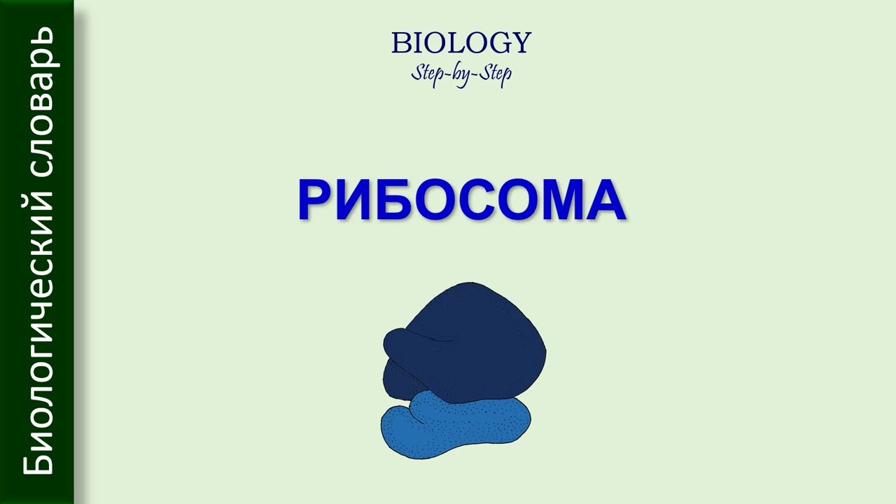 РИБОСОМА