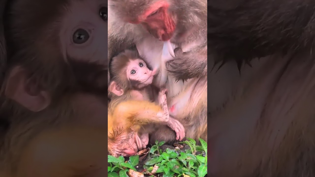 monkey,monkey baby,baby monkey,animals,funny animals,baby monkey | Ep05