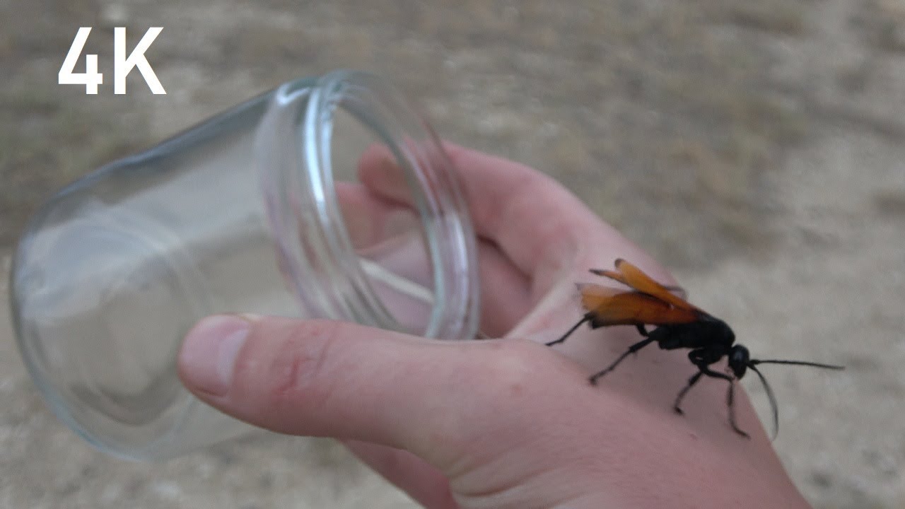 Tarantula Hawk Wasp (4K) - Episode 24
