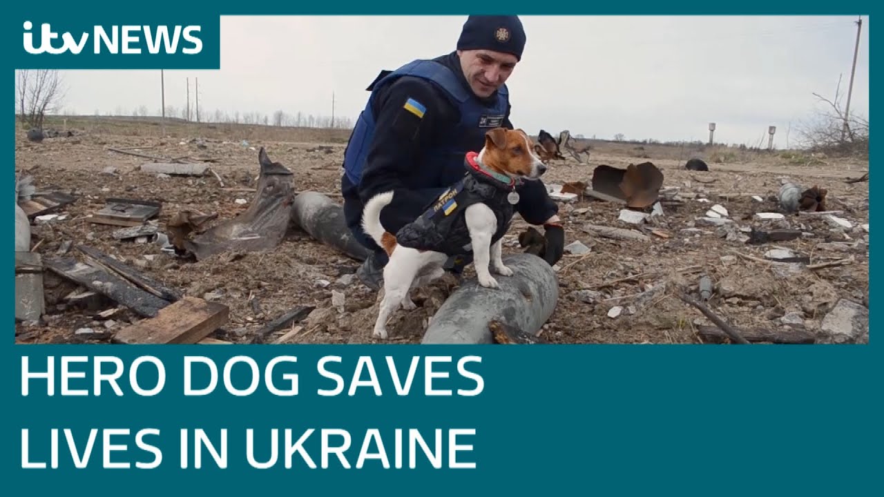 Patron the Jack Russell: Meet the Ukraine dog with a life-saving job sniffing explosives | ITV News