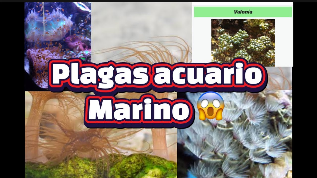 Plagas en acuario marino control biológico natural