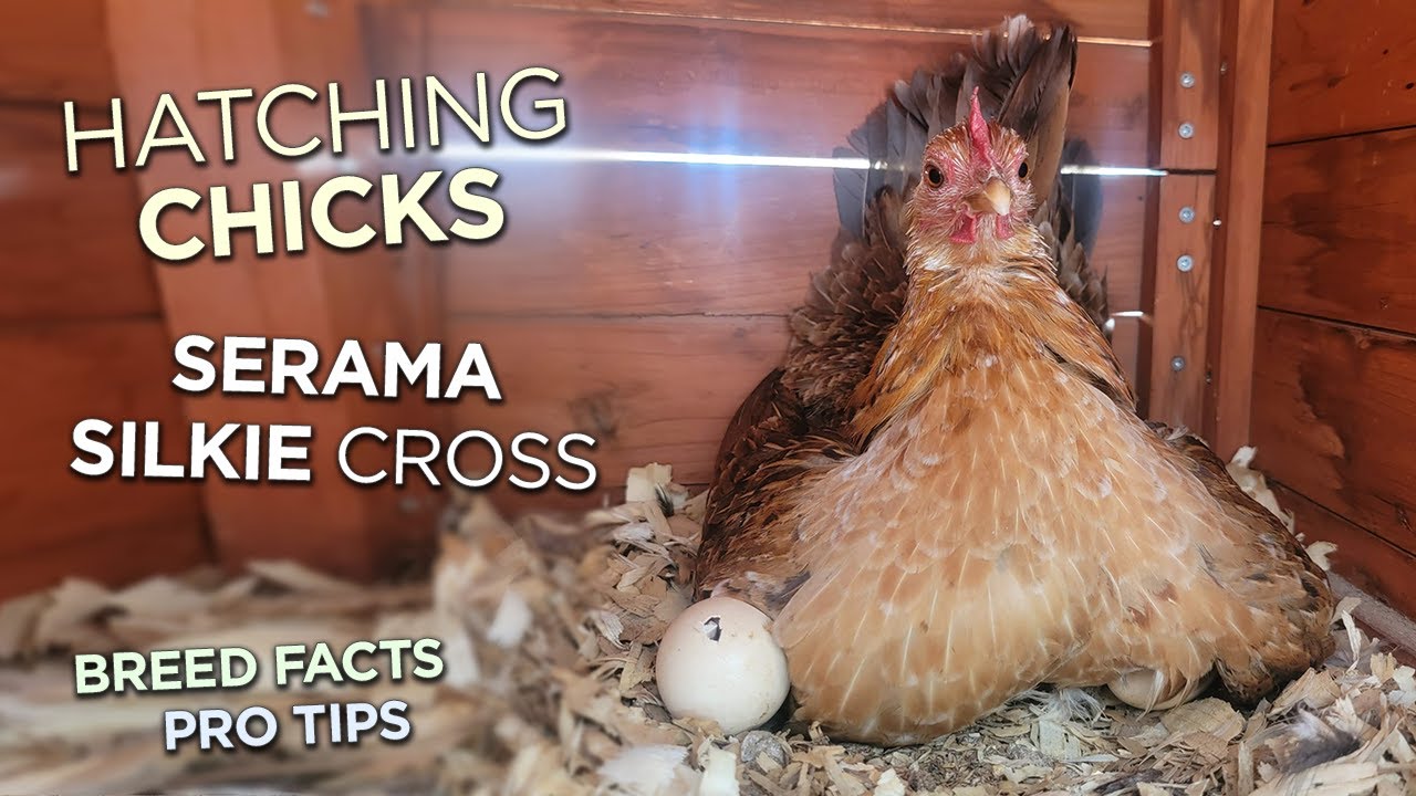 Hatching Chicks With Hens! Sizzle (Silkie Frizzle) + Serama Cross! Using Brooders!
