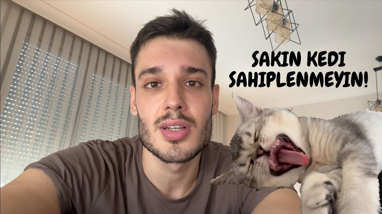 bu videoyu izlemeden kedi sahiplenmeyin