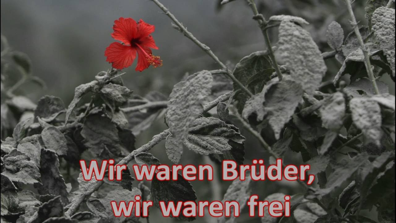 VARG - Ascheregen (Lyrics Video)