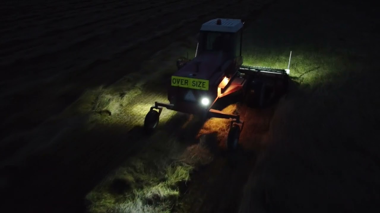 Hesston 6650 // Windrowing Grass seed